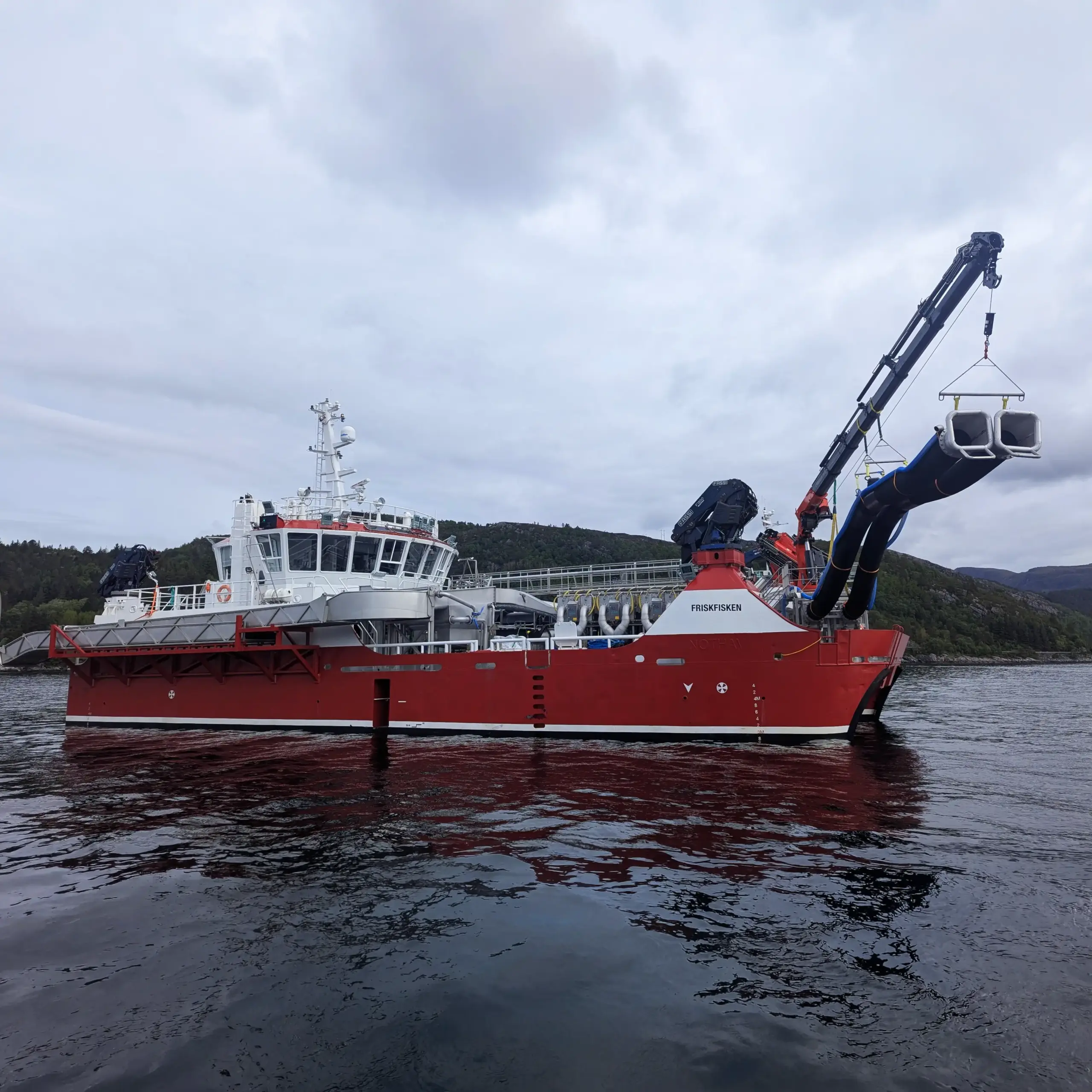 Friskfisken ute på avlusing