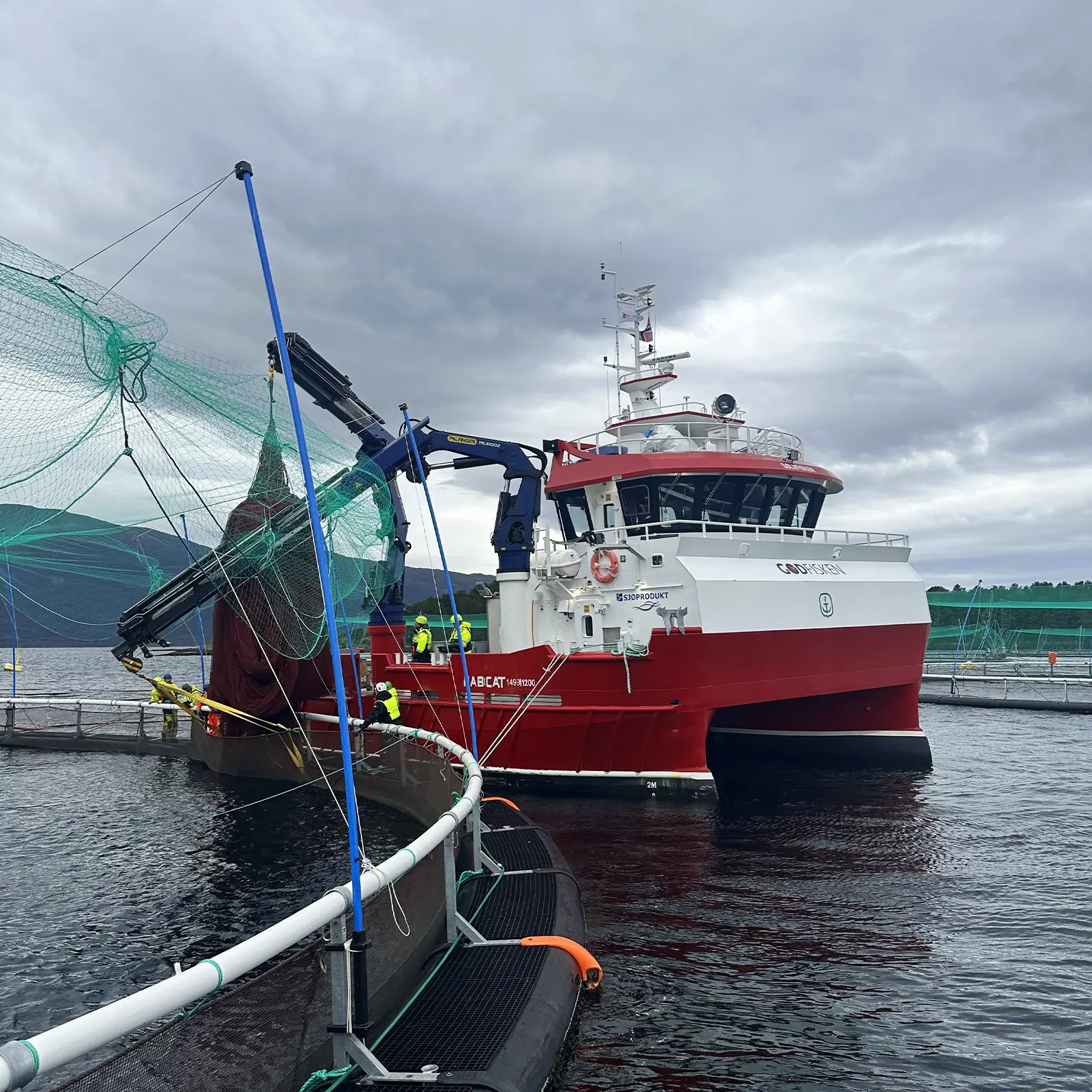 Sølvfisken skiftar not på Svanøy